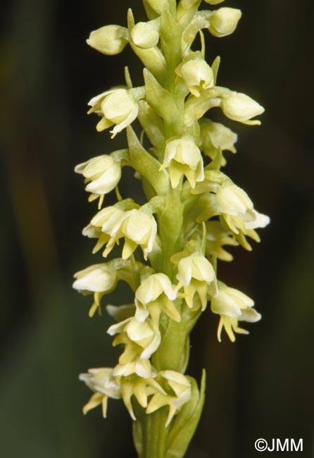 Pseudorchis albida var. tricuspis