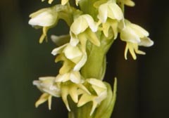 Pseudorchis albida var. tricuspis