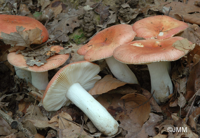 Russula aurora