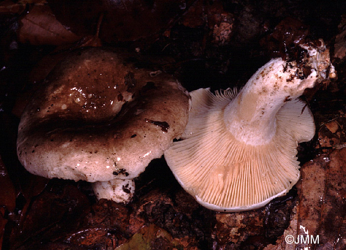 Russula densifolia