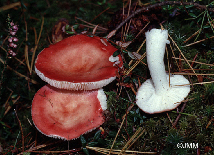 Russula emetica