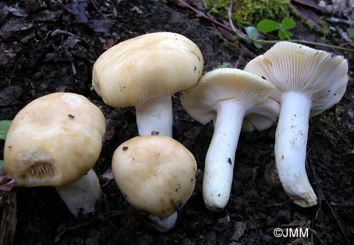 Russula farinipes