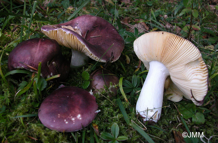 Russula firmula