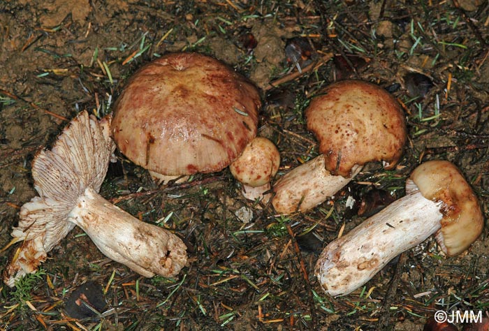 Russula illota