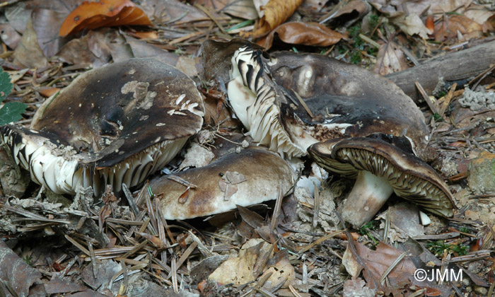 Russula nigricans 