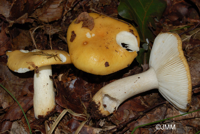 Russula ochroleuca