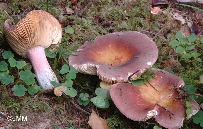 Russula olivacea