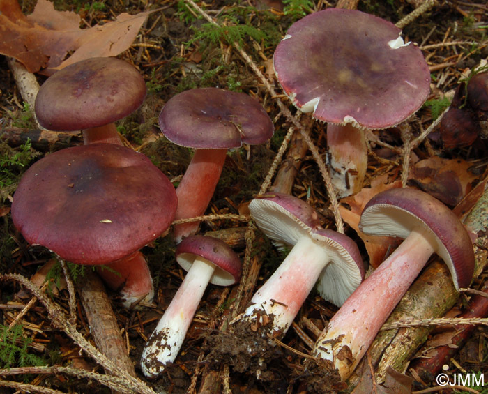 Russula queletii