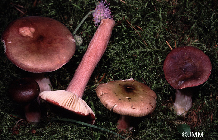 Russula queletii