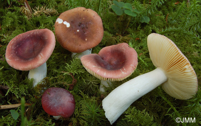 Russula turci 