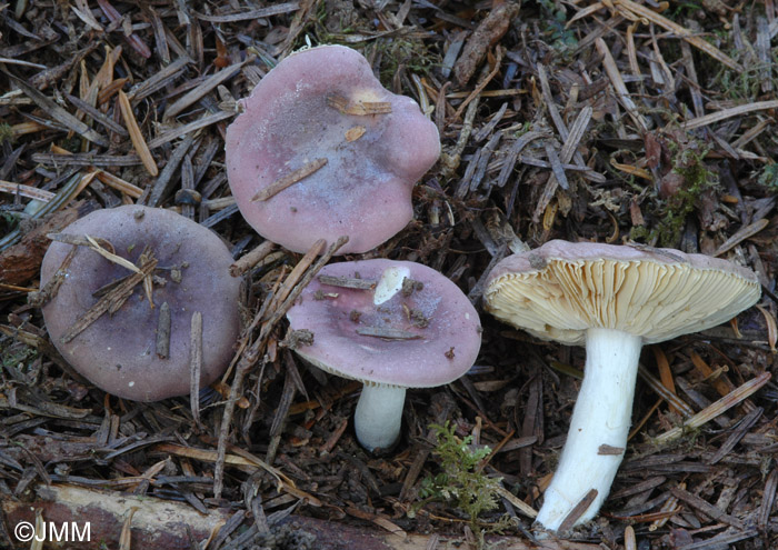 Russula turci