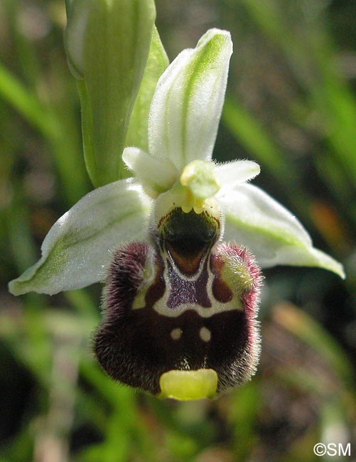 Ophrys annae