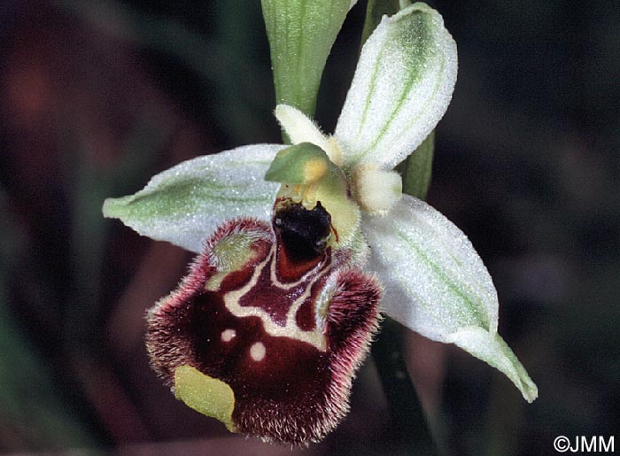 Ophrys annae