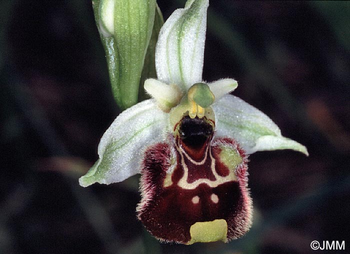 Ophrys annae