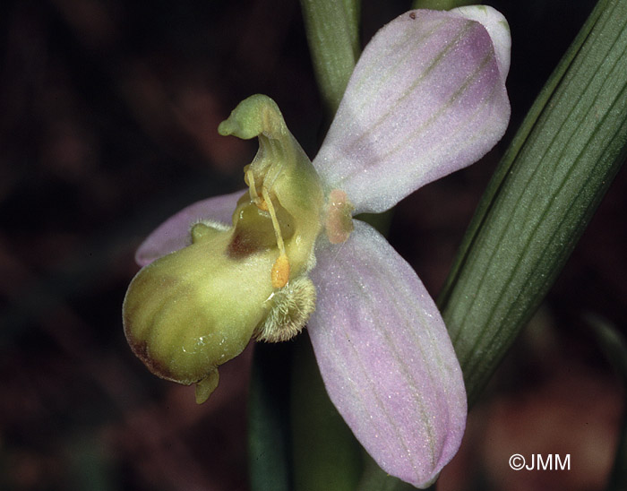 Ophrys apifera var. bicolor f. flaveola = Ophrys apifera f. bicolor "chlorantha"