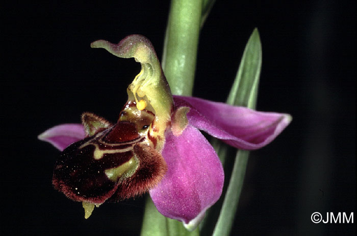 Ophrys apifera