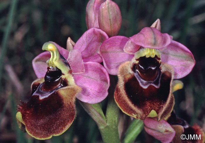 Ophrys aprilia