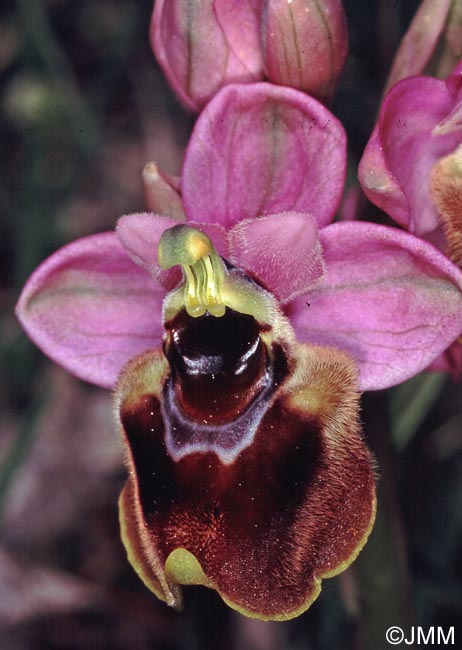 Ophrys aprilia