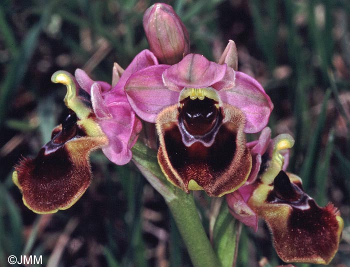 Ophrys aprilia