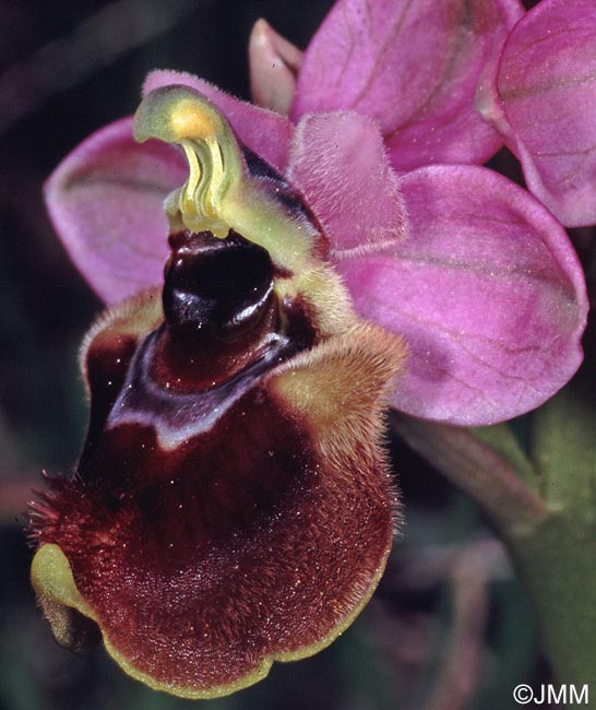 Ophrys aprilia