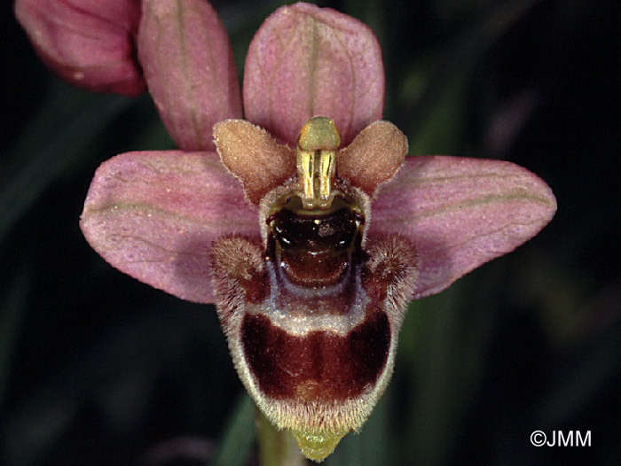 Ophrys bombyliflora x neglecta