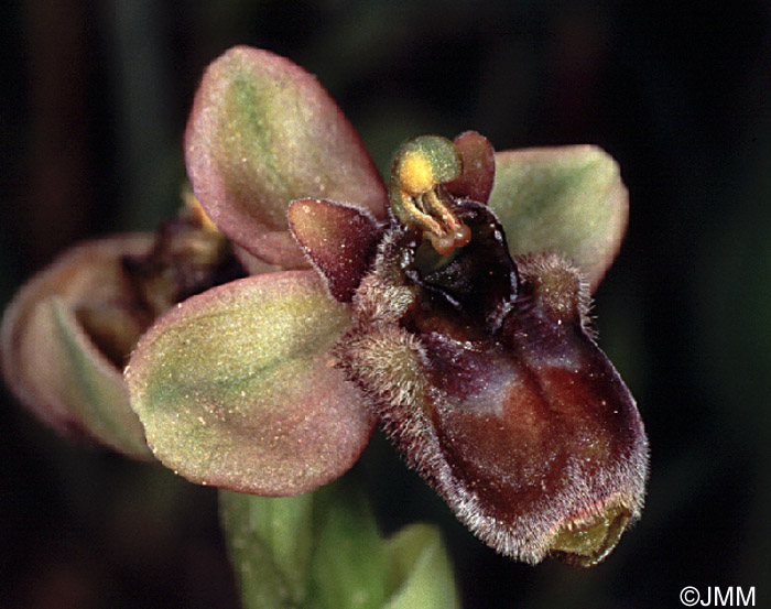 Ophrys bombyliflora x neglecta