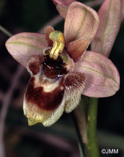 Ophrys bombyliflora x neglecta