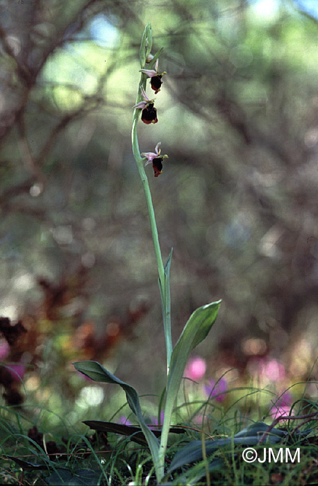 Ophrys chestermanii