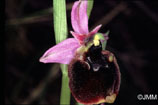 Ophrys chestermanii