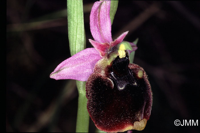 Ophrys chestermanii