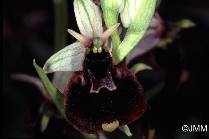 Ophrys chestermanii