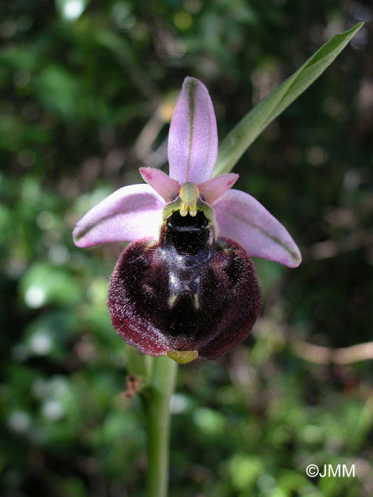 Ophrys chestermanii