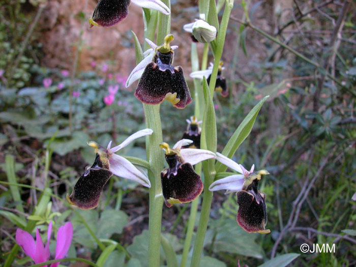 Ophrys chestermanii