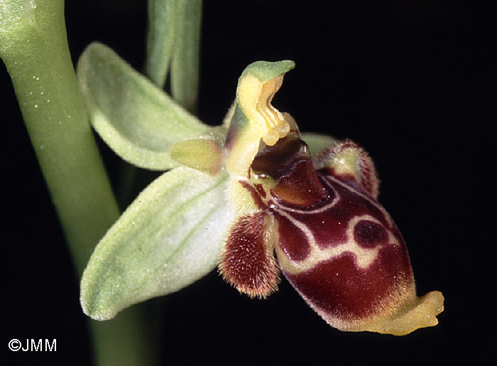 Ophrys conradiae 