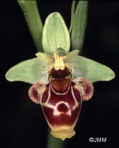 Ophrys conradiae 