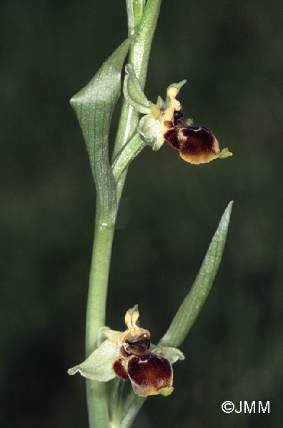 Ophrys conradiae 