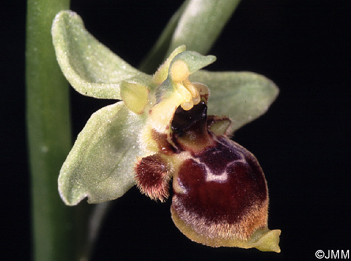 Ophrys conradiae 