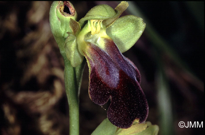 Ophrys eleonorae