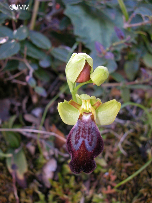 Ophrys eleonorae