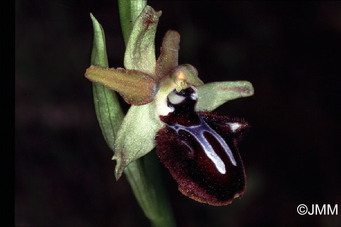 Ophrys incubacea