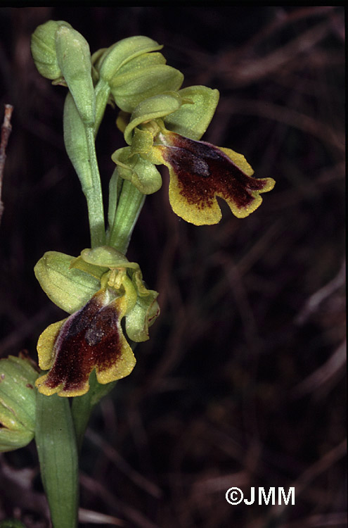 Ophrys lepida