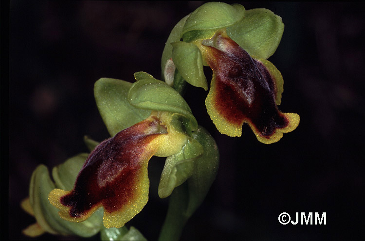 Ophrys lepida