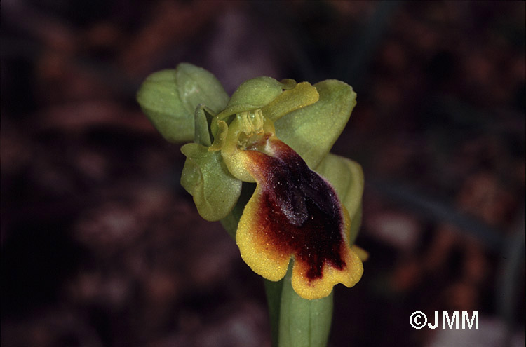 Ophrys lepida