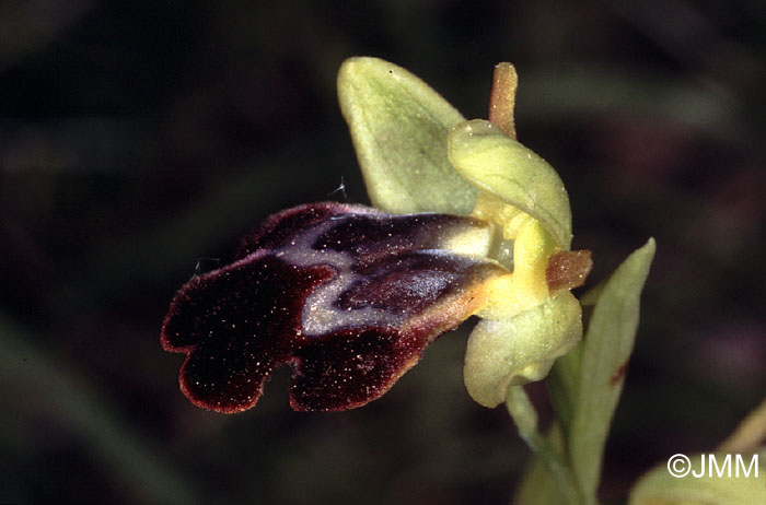 Ophrys lupercalis