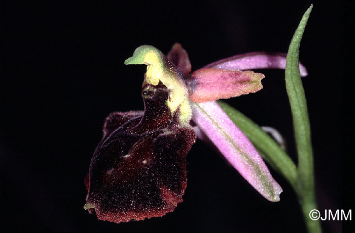 Ophrys morisii