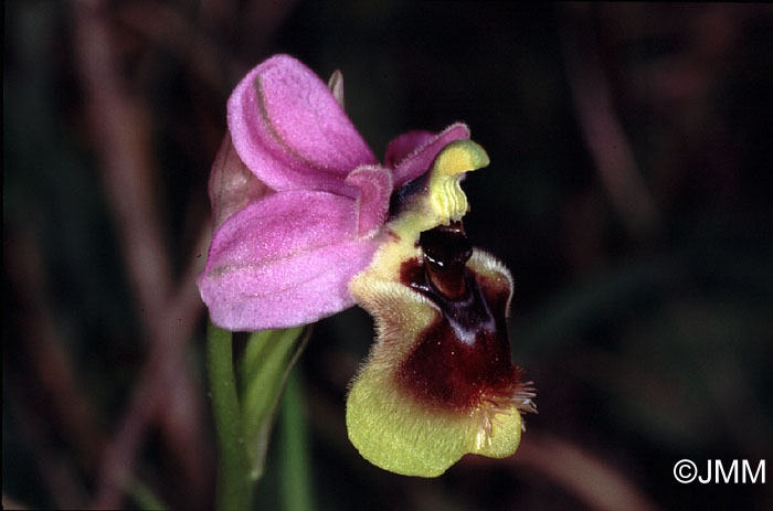 Ophrys neglecta