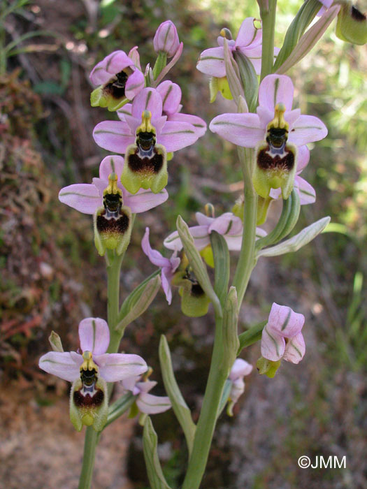 Ophrys neglecta