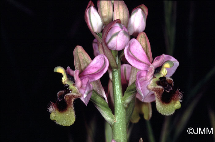 Ophrys neglecta