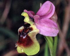 Ophrys neglecta