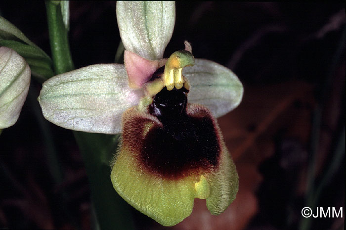 Ophrys normanii